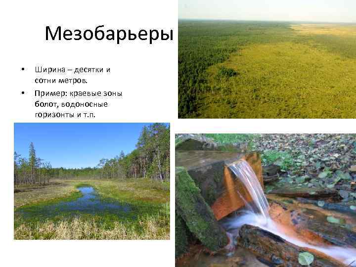 Мезобарьеры • • Ширина – десятки и сотни метров. Пример: краевые зоны болот, водоносные