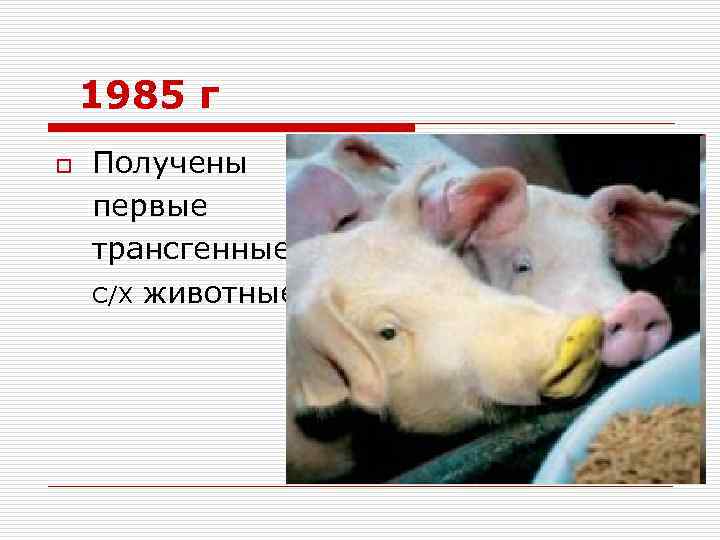 1985 г o Получены первые трансгенные С/Х животные 