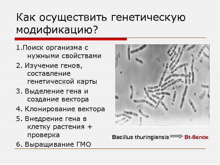 Как осуществить генетическую модификацию? 1. Поиск организма с нужными свойствами 2. Изучение генов, составление