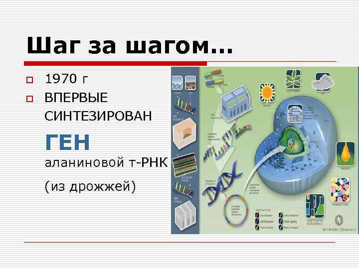 Шаг за шагом… o o 1970 г ВПЕРВЫЕ СИНТЕЗИРОВАН ГЕН аланиновой т-РНК (из дрожжей)