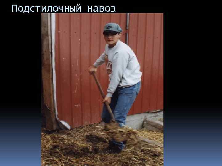 Подстилочный навоз 