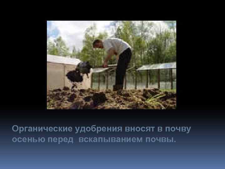 Органические удобрения вносят в почву осенью перед вскапыванием почвы. 