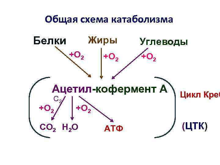 Общая схема катаболизма Жиры Белки +О 2 Углеводы +О 2 Ацетил-кофермент А С 2