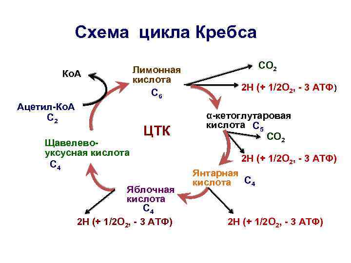 Схема цикла Кребса Ко. А Ацетил-Ко. А С 2 Щавелевоуксусная кислота С 4 Лимонная