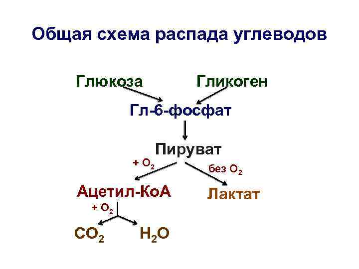Общая схема распада углеводов Глюкоза Гликоген Гл-6 -фосфат + О 2 Пируват Ацетил-Ко. А