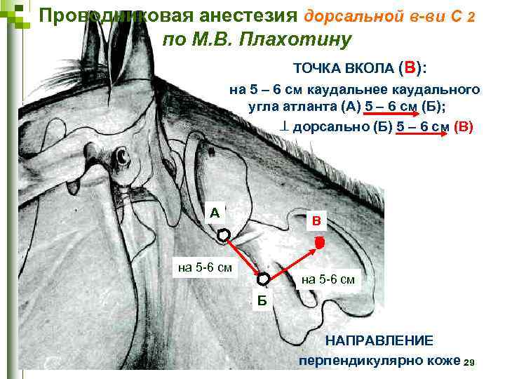 Дорсальный это в анатомии