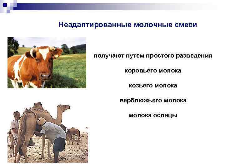 Неадаптированные молочные смеси получают путем простого разведения коровьего молока козьего молока верблюжьего молока ослицы