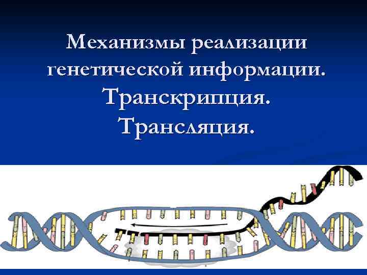 Механизмы реализации генетической информации. Транскрипция. Трансляция. 