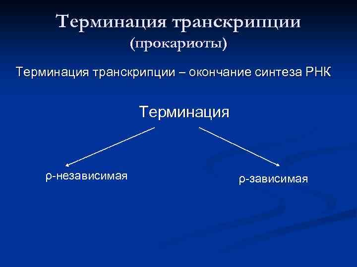 Терминация транскрипции (прокариоты) Терминация транскрипции – окончание синтеза РНК Терминация ρ-независимая ρ-зависимая 