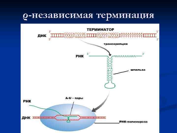 Терминация у эукариот. Rho-зависимая/независимая терминация транскрипции. Механизмы терминации транскрипции. Независимая терминация.