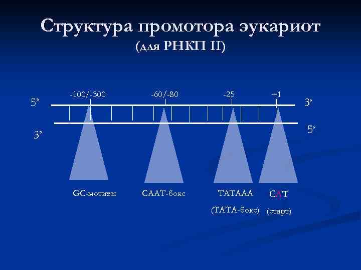 Структура промотора эукариот (для РНКП II) 5’ -100/-300 -60/-80 -25 +1 3’ 5’ 3’