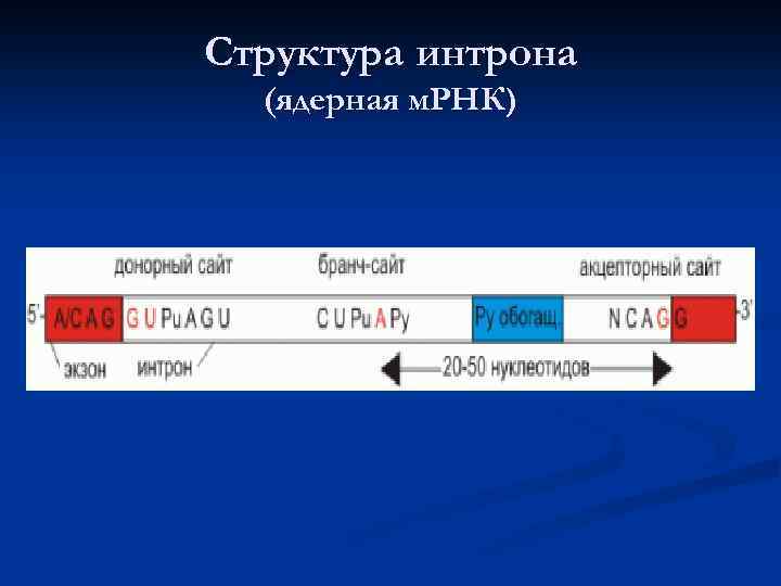 Структура интрона (ядерная м. РНК) 