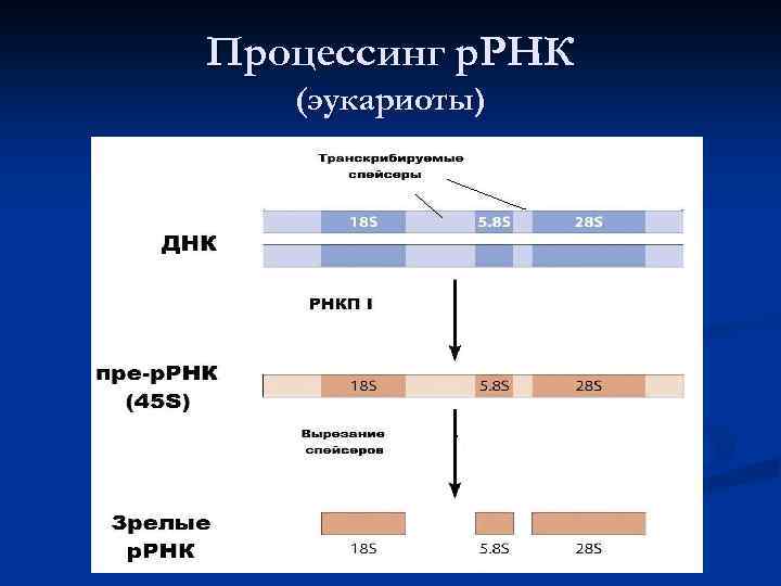 Биосинтез белка прокариот и эукариот