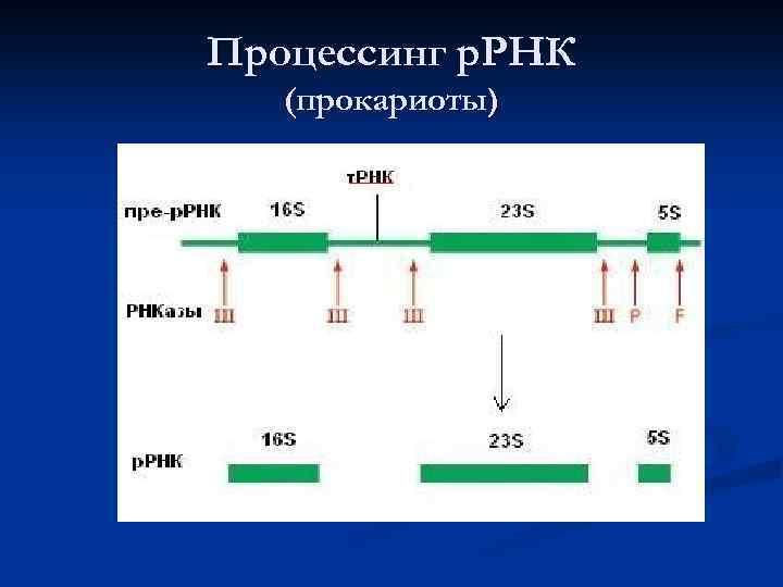 Схема реализации генетической информации