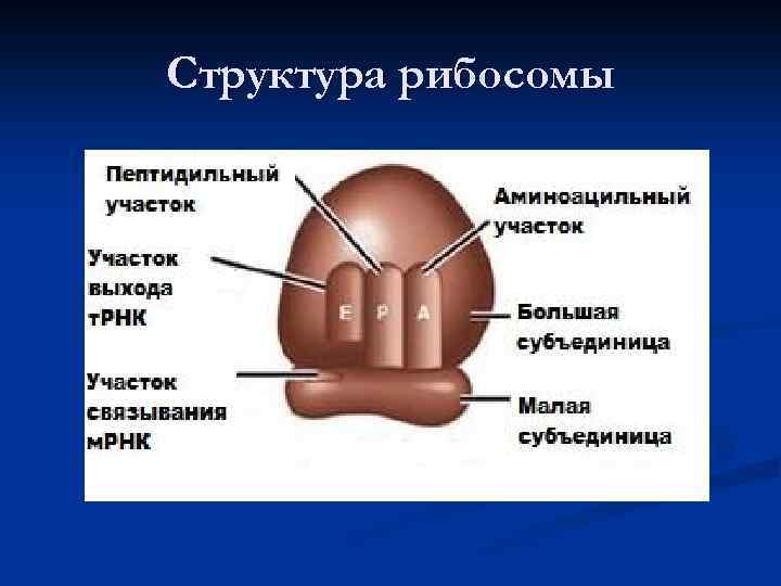 Структура рибосомы 