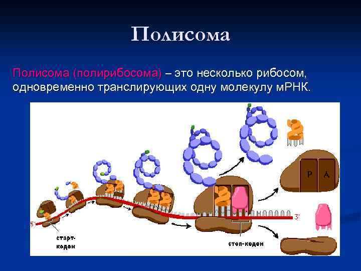 Трансляция гена