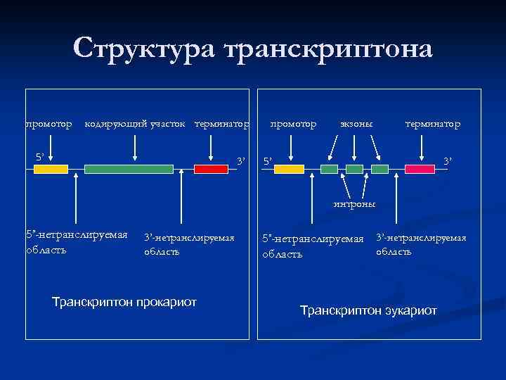 Кодирующие участки. Структура транскриптона у эукариот. Структура Гена промотор Терминатор. Структура транскриптона у прокариот. Функциональные гены транскриптона.