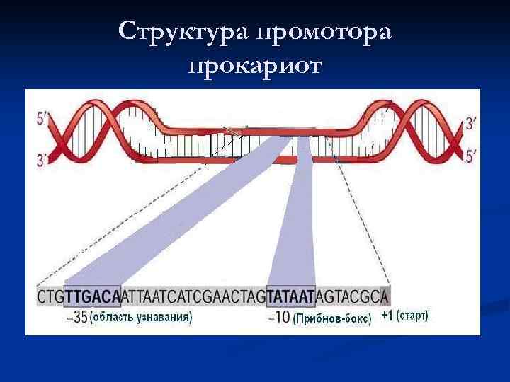 Структура промотора прокариот 