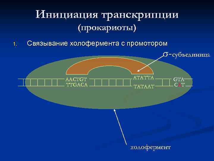 Инициация транскрипции (прокариоты) 1. Связывание холофермента с промотором σ-субъединица AACTGT TTGACA ATATTA TATAAT холофермент