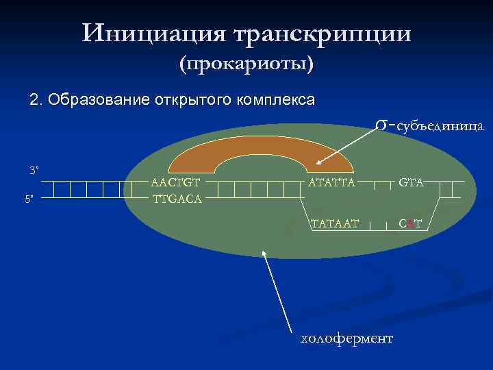 Инициация транскрипции (прокариоты) 2. Образование открытого комплекса 3’ 5’ AACTGT TTGACA σ-субъединица ATATTA GTA