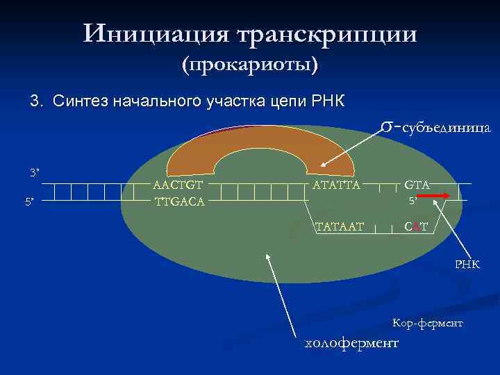 Инициация транскрипции (прокариоты) 3. Синтез начального участка цепи РНК 3’ 5’ AACTGT TTGACA σ-субъединица