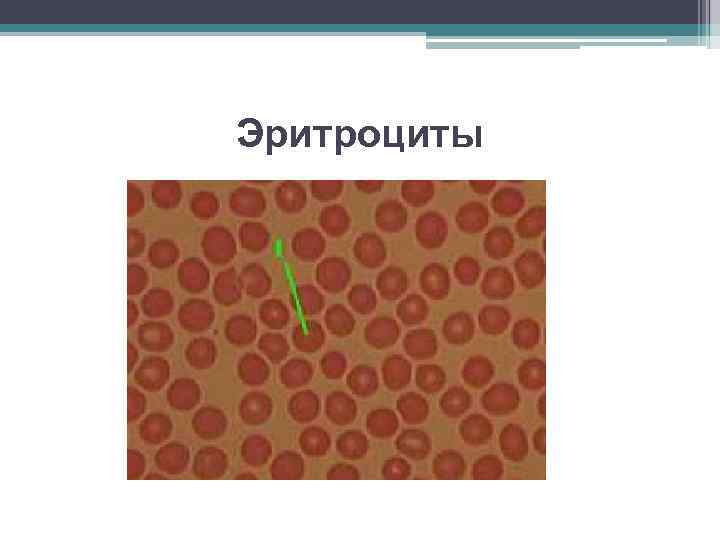 На рисунке изображена соединительная ткань кровь какова особенность этой ткани