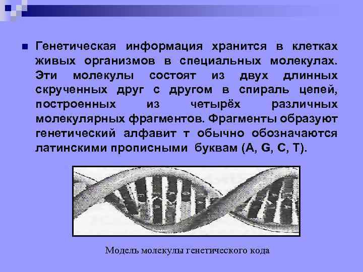 n Генетическая информация хранится в клетках живых организмов в специальных молекулах. Эти молекулы состоят