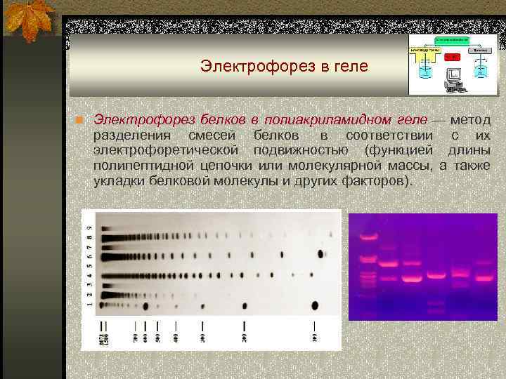 Электрофорез в геле n Электрофорез белков в полиакриламидном геле — метод разделения смесей белков