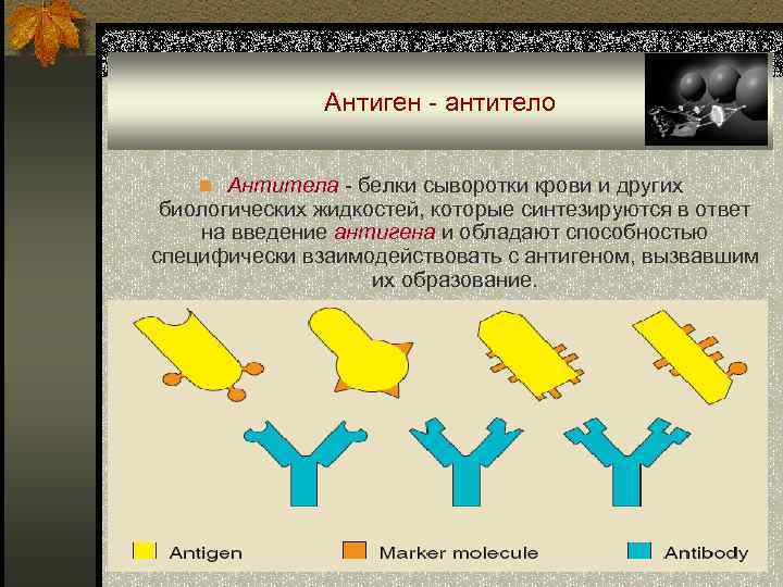Антиген - антитело n Антитела - белки сыворотки крови и других биологических жидкостей, которые