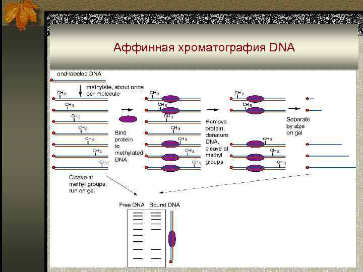 Аффинная хроматография DNA 