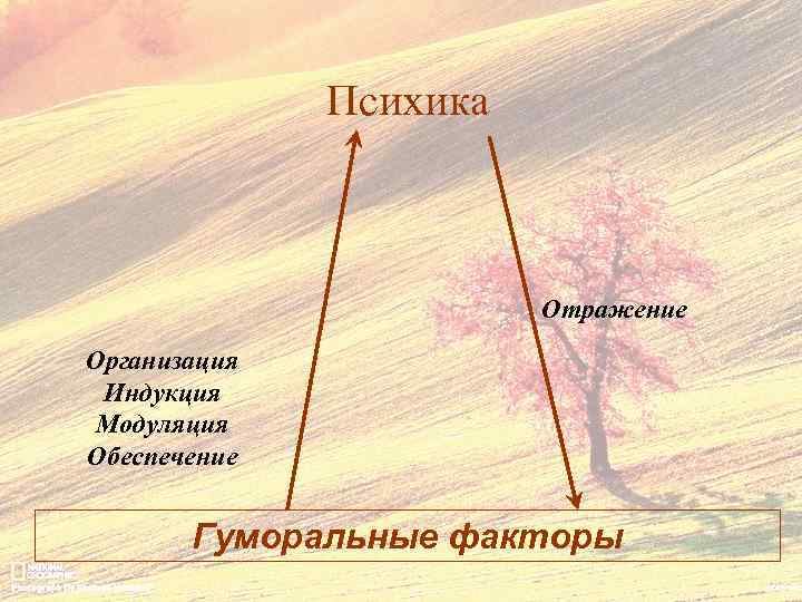 Психика Отражение Организация Индукция Модуляция Обеспечение Гуморальные факторы 