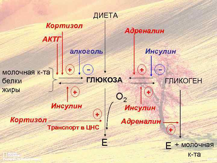 ДИЕТА Кортизол Адреналин АКТГ алкоголь молочная к-та белки жиры - + ГЛЮКОЗА + ГЛИКОГЕН