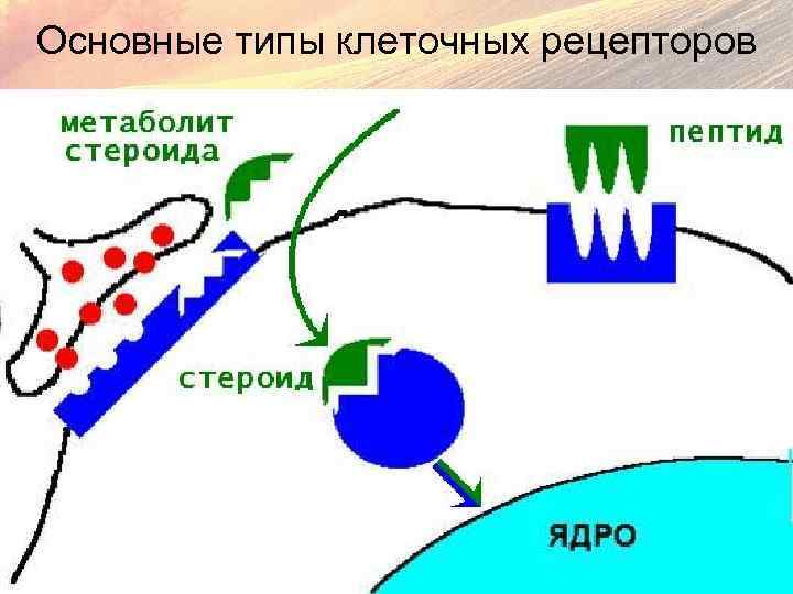 Основные типы клеточных рецепторов 