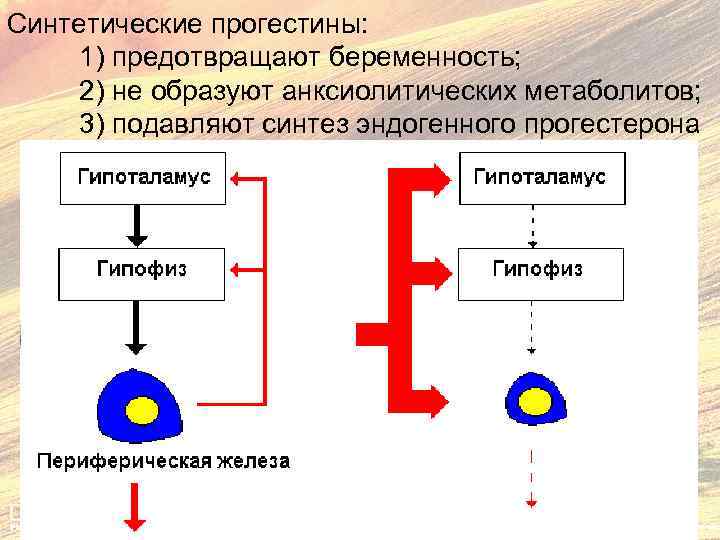 Синтетические прогестины: 1) предотвращают беременность; 2) не образуют анксиолитических метаболитов; 3) подавляют синтез эндогенного