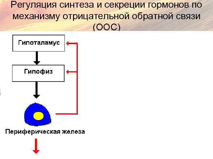 Регуляция синтеза и секреции гормонов по механизму отрицательной обратной связи (ООС) 