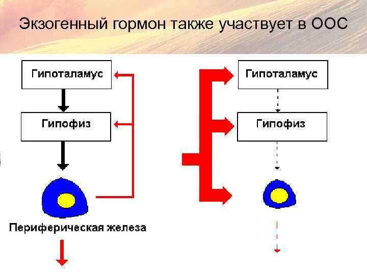 Экзогенный гормон также участвует в ООС 