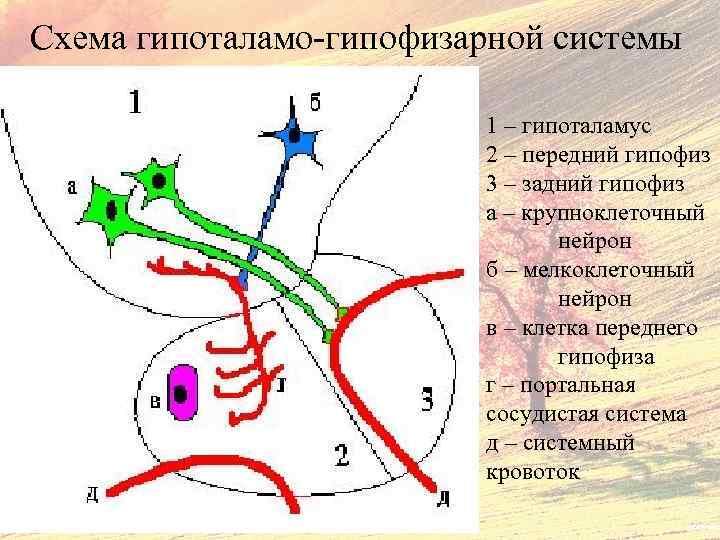 Схема гипоталамо-гипофизарной системы 1 – гипоталамус 2 – передний гипофиз 3 – задний гипофиз