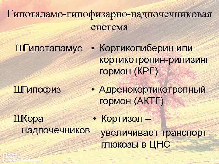 Гипоталамо-гипофизарно-надпочечниковая система ШГипоталамус • Кортиколиберин или кортикотропин-рилизинг гормон (КРГ) ШГипофиз • Адренокортикотропный гормон (АКТГ)