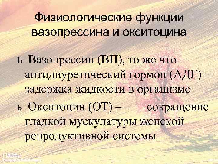 Физиологические функции вазопрессина и окситоцина ь Вазопрессин (ВП), то же что антидиуретический гормон (АДГ)