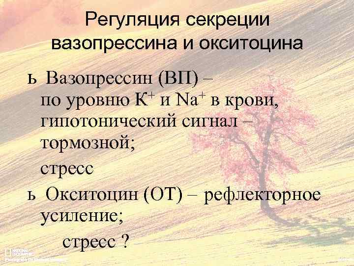 Регуляция секреции вазопрессина и окситоцина ь Вазопрессин (ВП) – по уровню К+ и Nа+