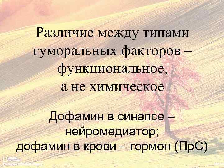 Различие между типами гуморальных факторов – функциональное, а не химическое Дофамин в синапсе –