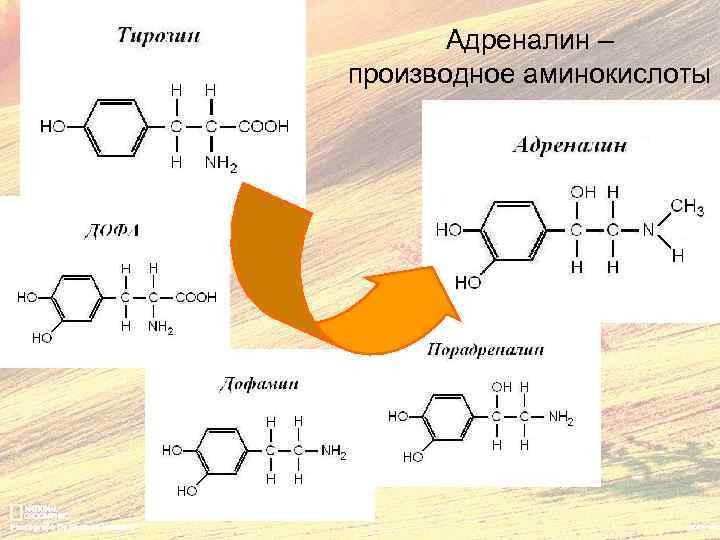 Адреналин – производное аминокислоты 