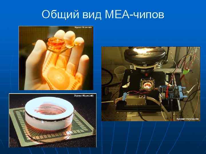 Общий вид MEA-чипов 