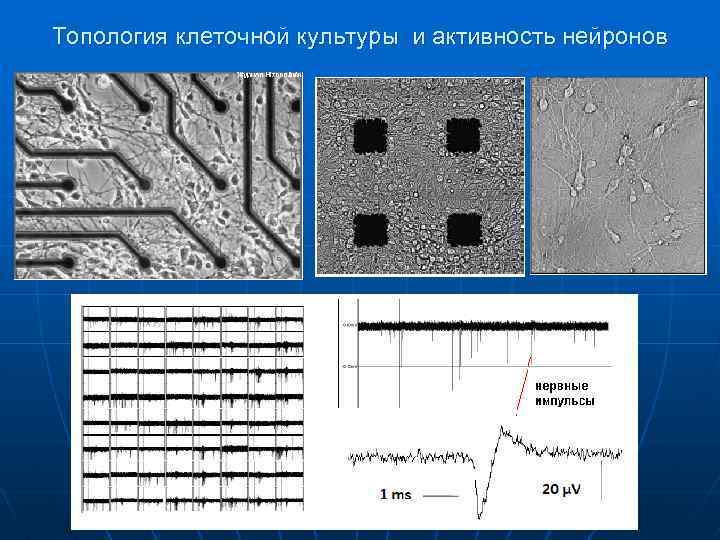 Топология клеточной культуры и активность нейронов 