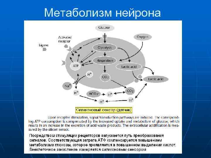 Метаболизм нейрона 