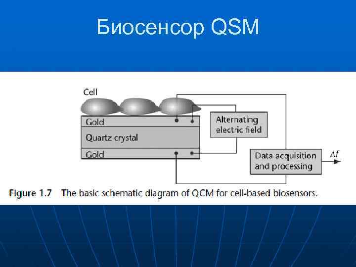 Биосенсор QSM 