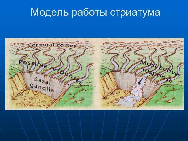 Модель работы стриатума 