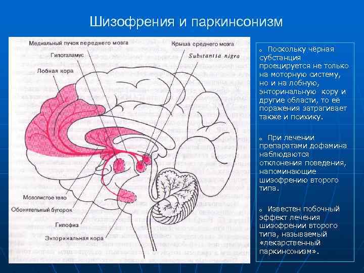 Шизофрения и паркинсонизм o Поскольку чёрная субстанция проецируется не только на моторную систему, но