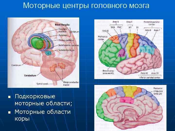  Моторные центры головного мозга n Подкорковые моторные области; n Моторные области коры 