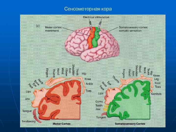 Сенсомоторная кора 